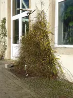 P1060738Winterjasmin.webp