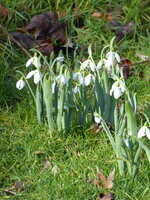 P1060808Galanthus elsewii.JPG