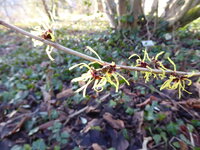 P1060722ichtmesszaubernuss h. mollis.JPG