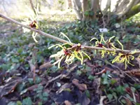 P1060722ichtmesszaubernuss h. mollis.JPG