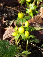 P1060743Winterlinge.JPG