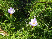 P1060815Siebers krokus.JPG