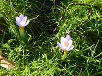 P1060815Siebers krokus.JPG