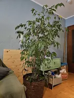 20250128_174212.webp