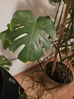 20250128_223814.webp