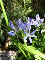 P1060733Agapanthus.JPG