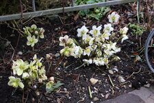 Helleborus      0325.JPG