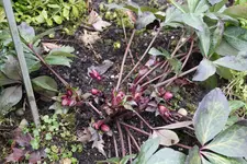 Helleborus      0425.webp