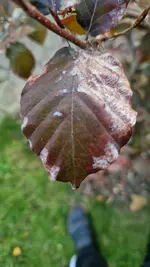 20241026_171217[1].webp