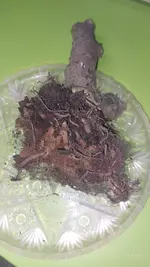 20250131_175037.webp