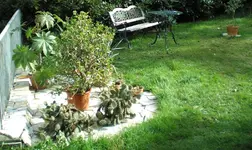 Crassula ovata.webp Crassula ovata.webp