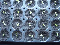 Kohlrabi 01 Februar.webp