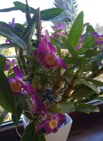 IMG_20250201_133050.webp