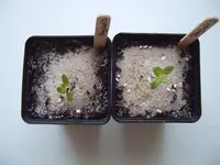 Physalis 02 Februar (1).webp