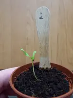 P1060855gelbe Chinesische Coctailtomate.webp