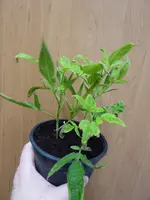 P1060858Pepino.webp