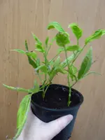 P1060859Pepino.webp