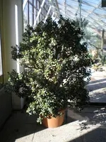 Crassula ovata.webp