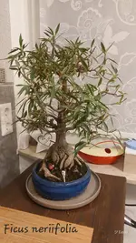20250204_184019.webp