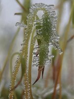 IMG_4222.JPG