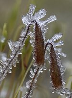 IMG_4219.JPG