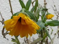 9.webp