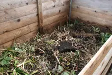 Komposthaufen0819.webp