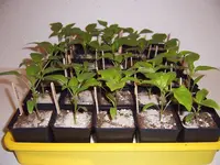 Paprika 07 Februar (3).webp
