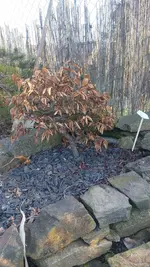 20250208_091558.webp