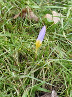 P1060866Crocus sieberi Firefly.JPG