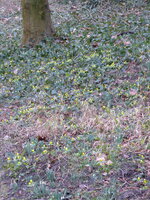 P1060881Winterlinge.JPG