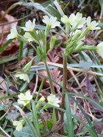 P1060890Schlüsselblume.JPG