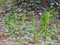 P1060898Aronstab.webp