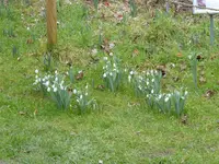 P1060909Galanthus elsewii.webp