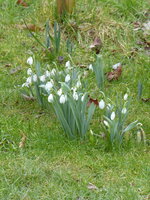 P1060910Galanthus elsewii.JPG