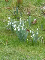 P1060910Galanthus elsewii.webp