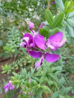 P1060915Myrthen Kreuzblume.webp