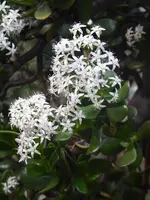 P1060918Geldbaum.webp