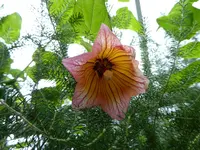 P1060923Kanarenglockenblume.webp