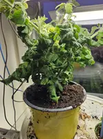 20250209_173050.webp