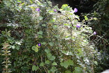 Ipomoea purpurea.JPG