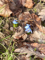 P1060944Blausternchen.JPG