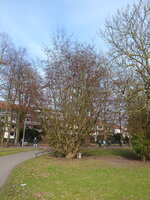 P1060940Zaubernuss.JPG