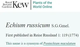 Echium russicum.webp