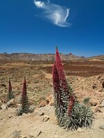 810px-Echium_wildpretii_LC0203.jpg