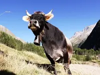 Kjj12.webp