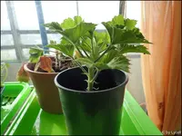 c013.webp