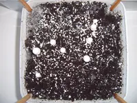 Champignons 15.02 (2).webp