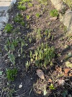 IMG_9316.jpeg