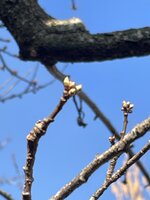 IMG_9326.jpeg